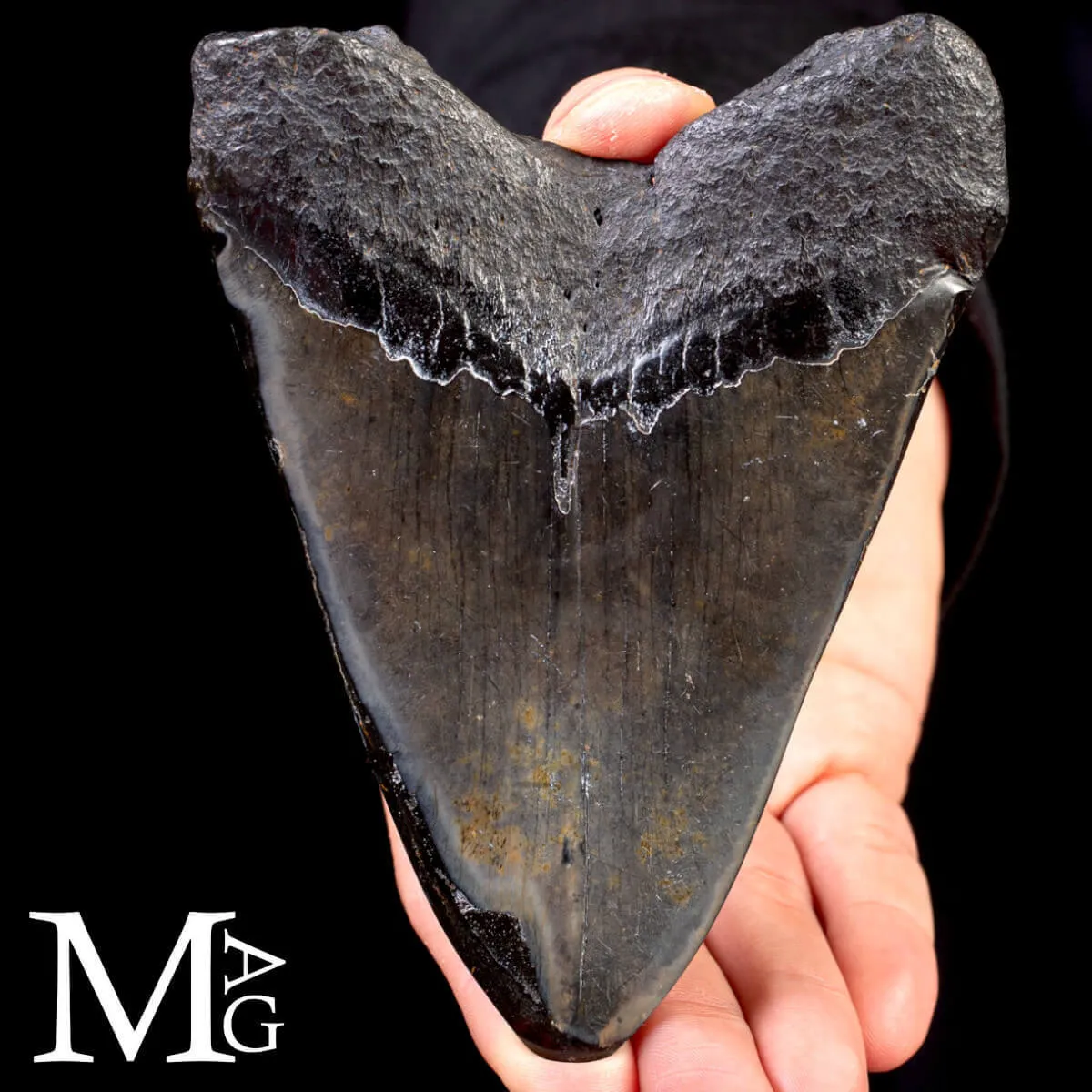 Dente fossile di Megalodonte.