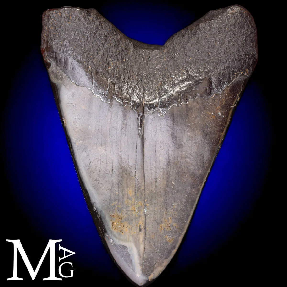 Dente fossile di Megalodonte.