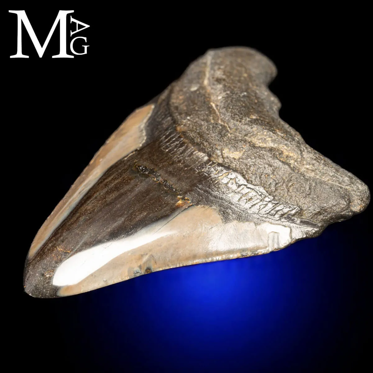Dente Fossile di Megalodonte.