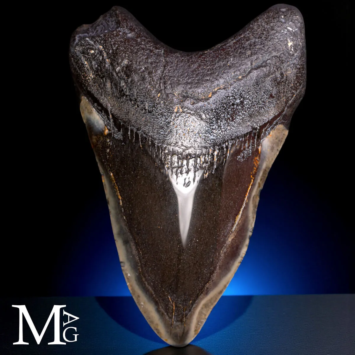 Dente fossile di Otodus Megalodon – North Carolina, USA