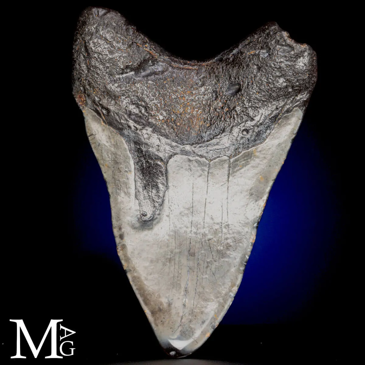 Dente fossile di Otodus Megalodon – North Carolina, USA