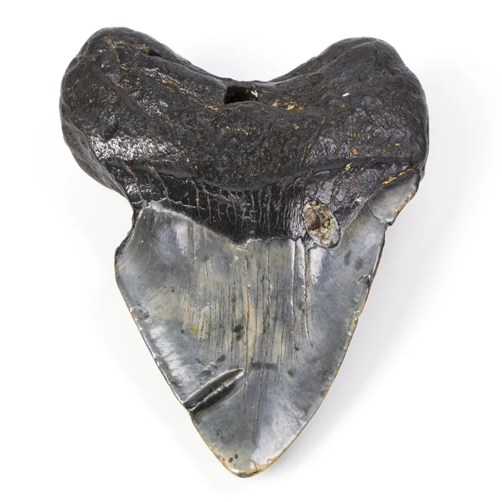 Dente di Megalodonte