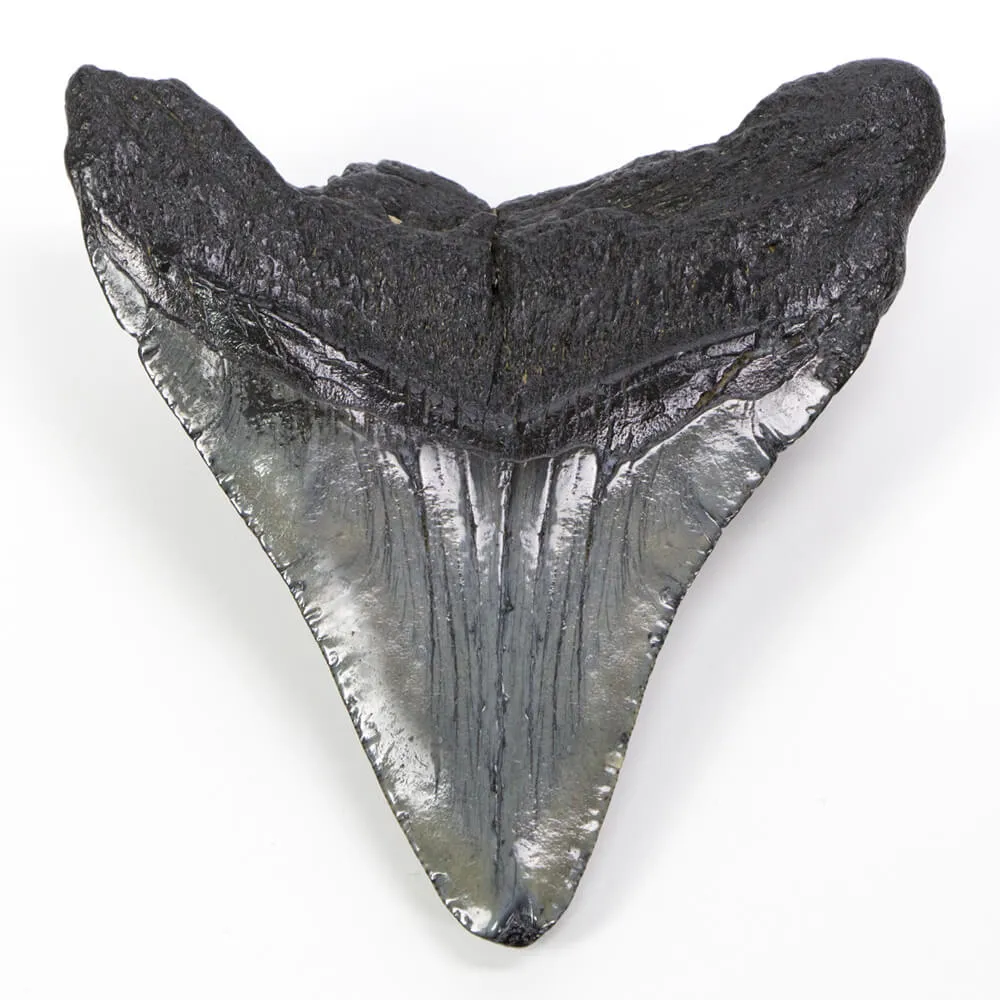 Dente di Megalodonte