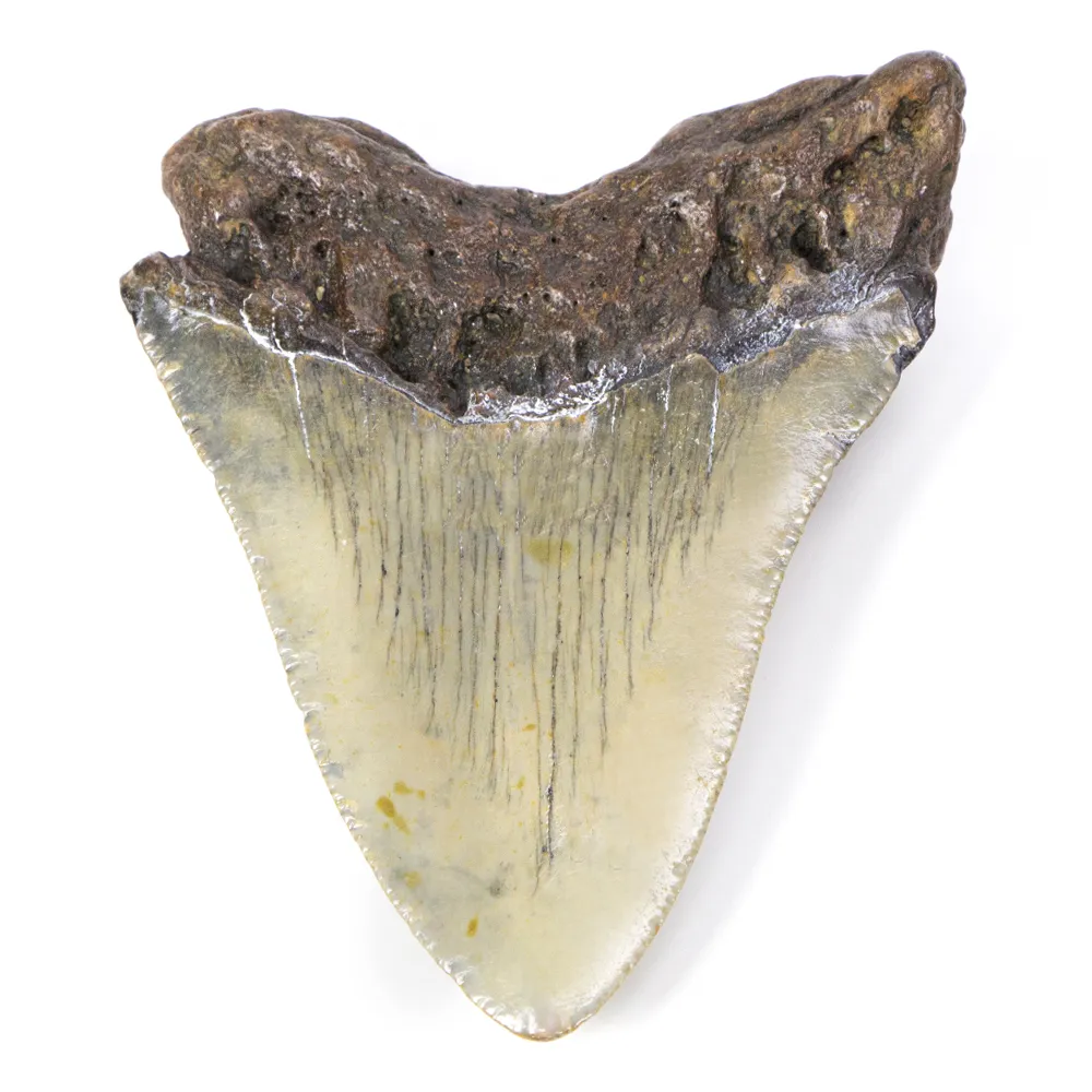 Dente di Megalodonte