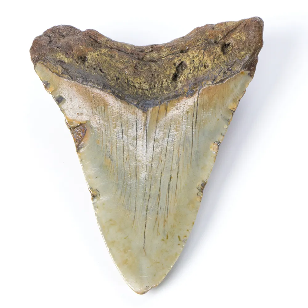 Dente di Megalodonte