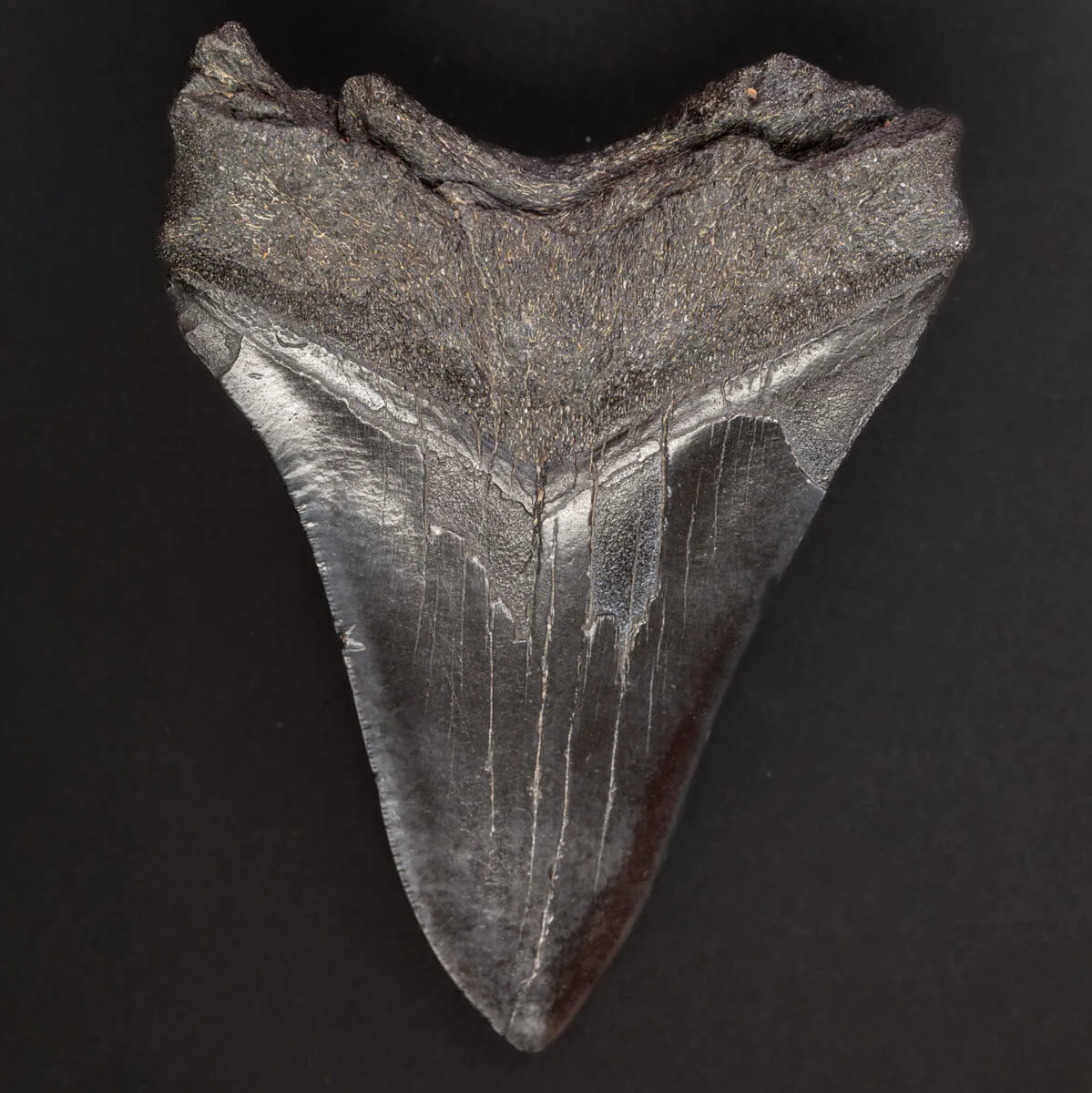 Dente Fossile di Megalodonte: Otodus Megalodon Epoca Miocenica.