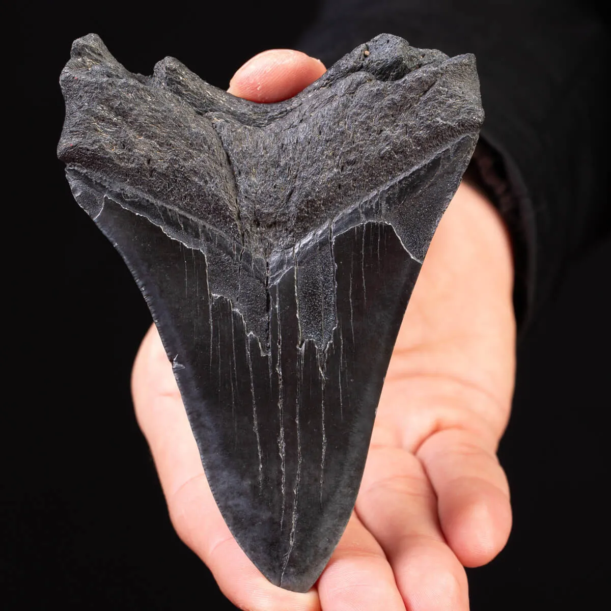 Dente Fossile di Megalodonte: Otodus Megalodon Epoca Miocenica.
