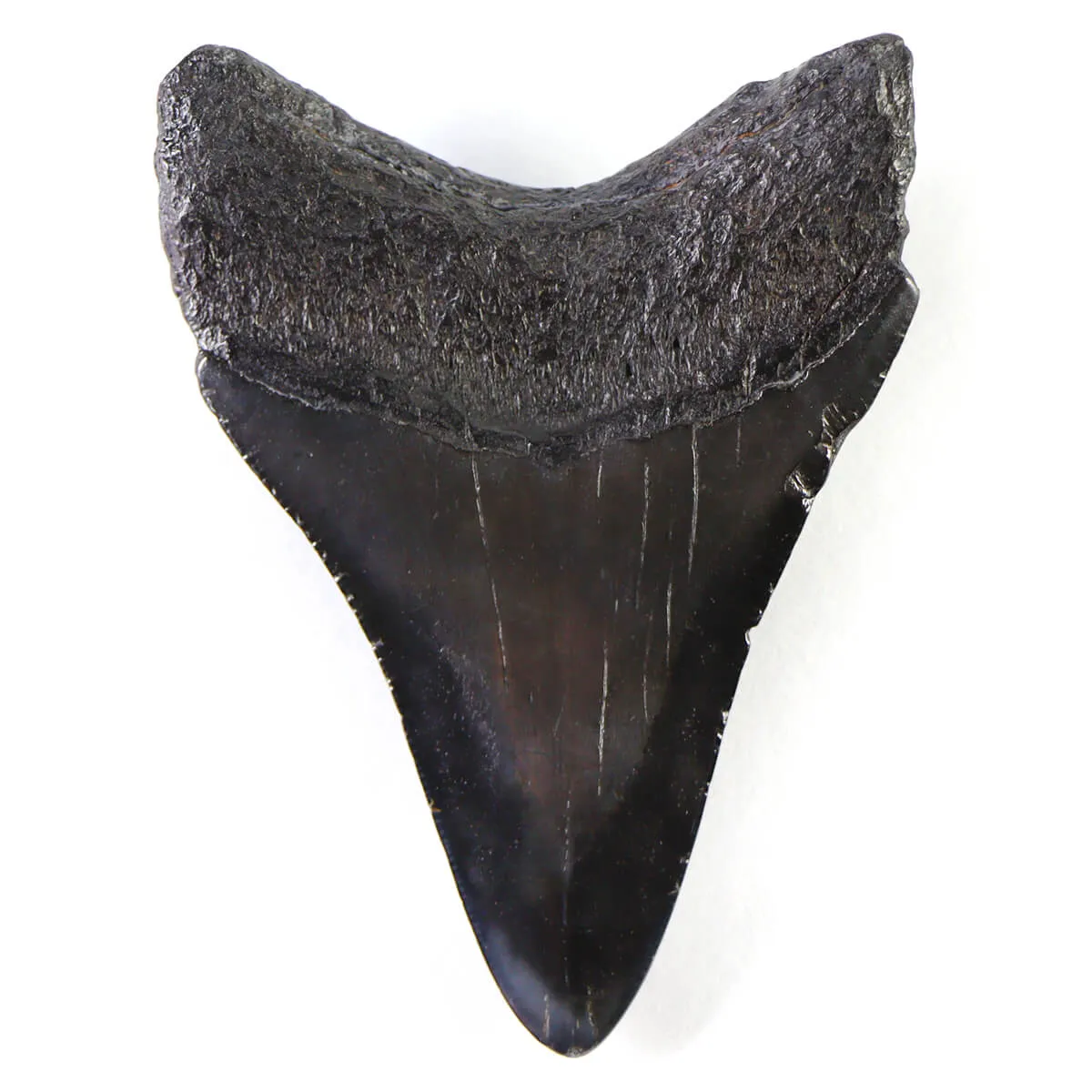Dente di Megalodonte