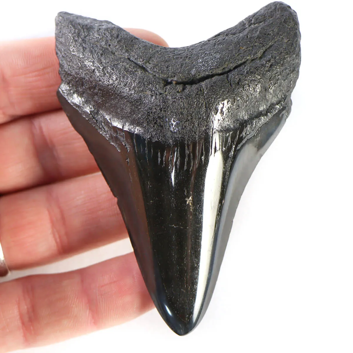 Dente di Megalodonte