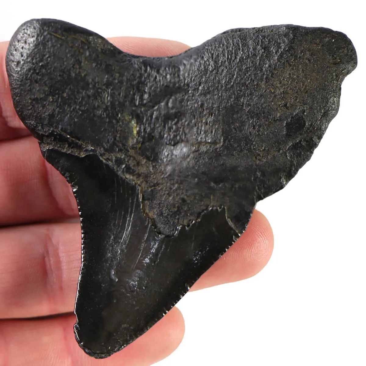 Dente di Megalodonte