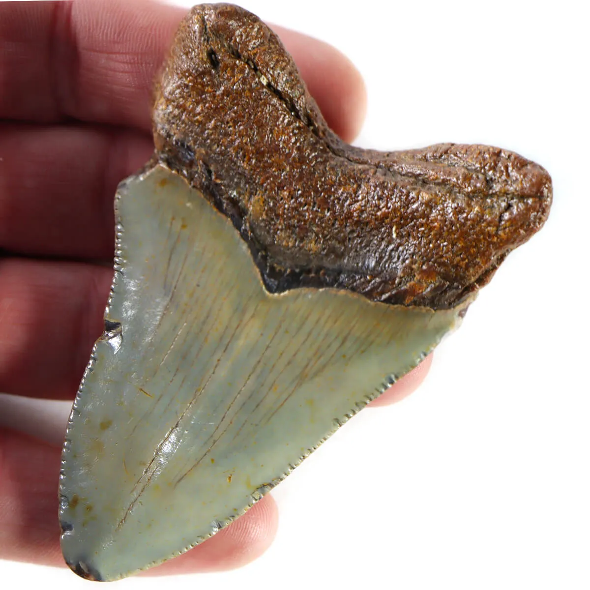 Dente di Megalodonte