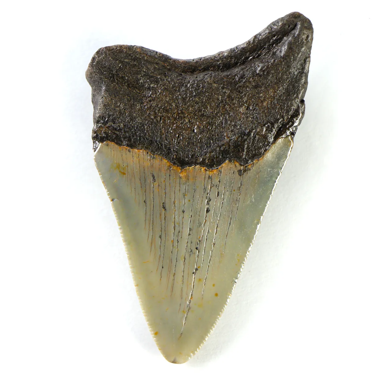 Dente di Megalodonte