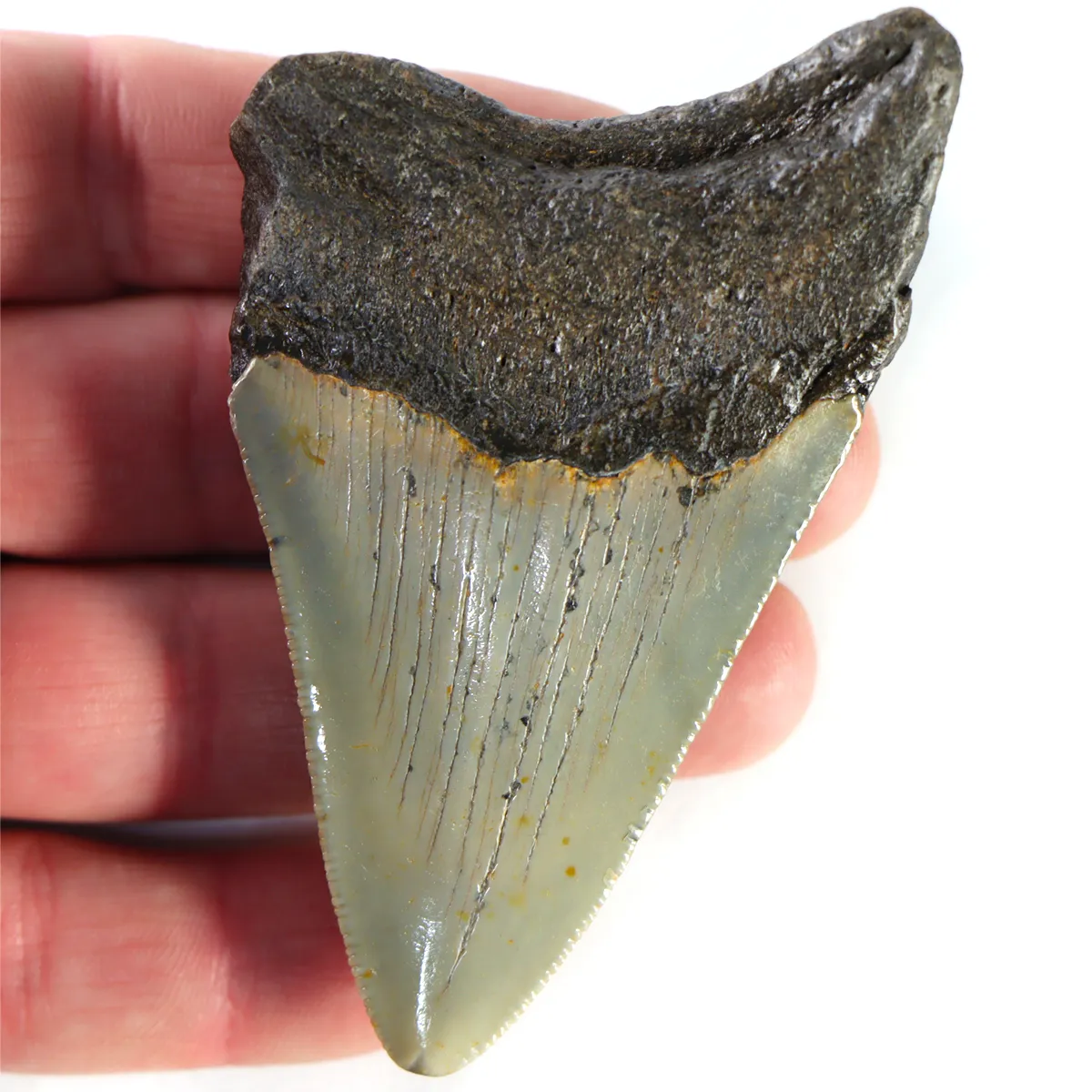 Dente di Megalodonte