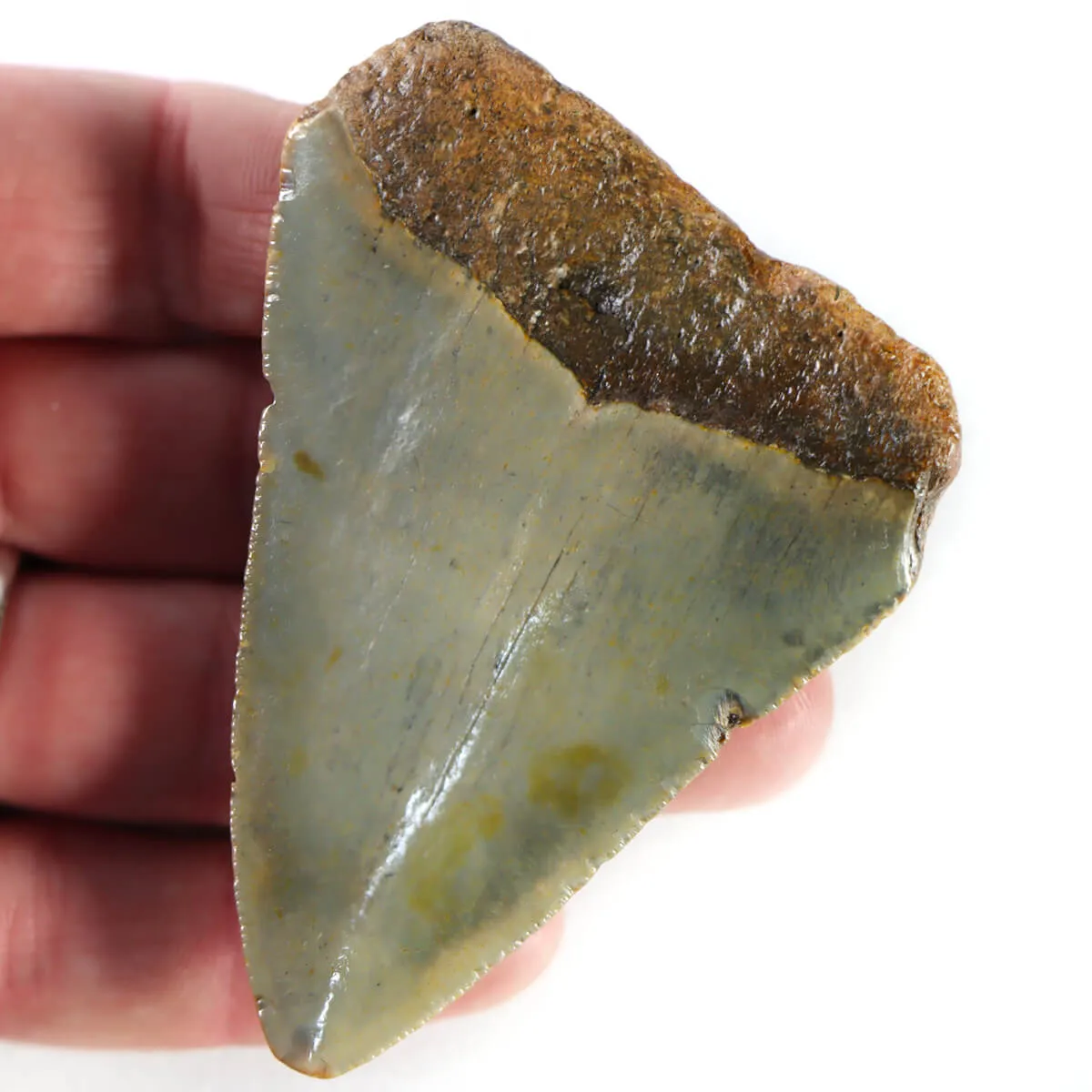 Dente di Megalodonte