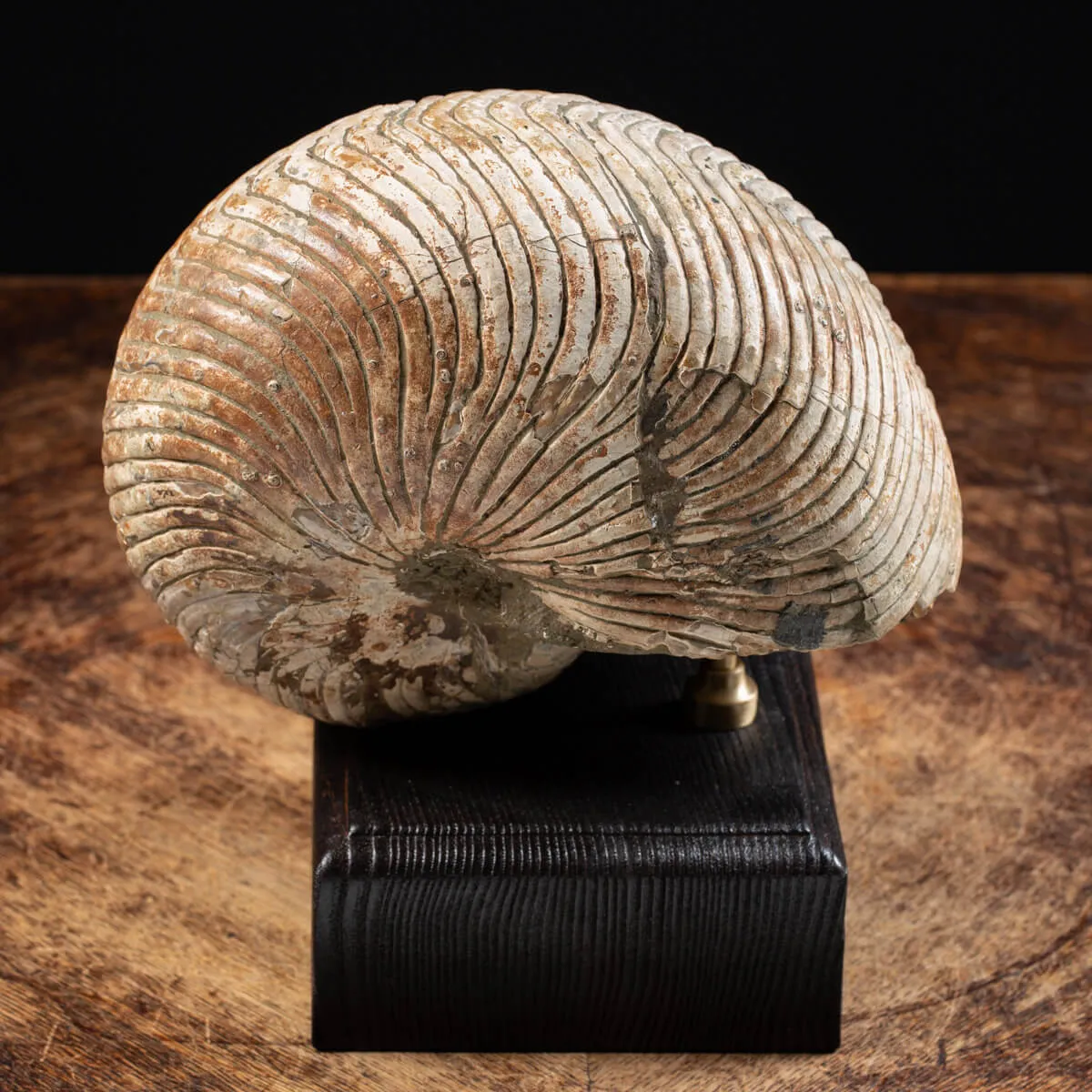 Nautiloide Fossile - Cymatoceras