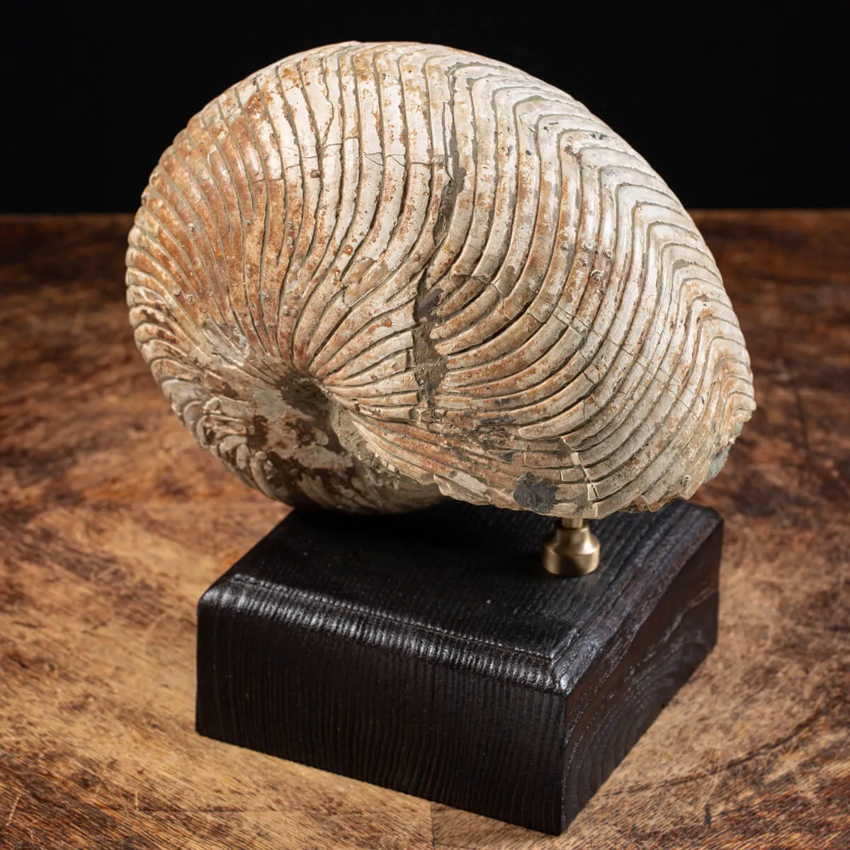 Nautiloide Fossile - Cymatoceras