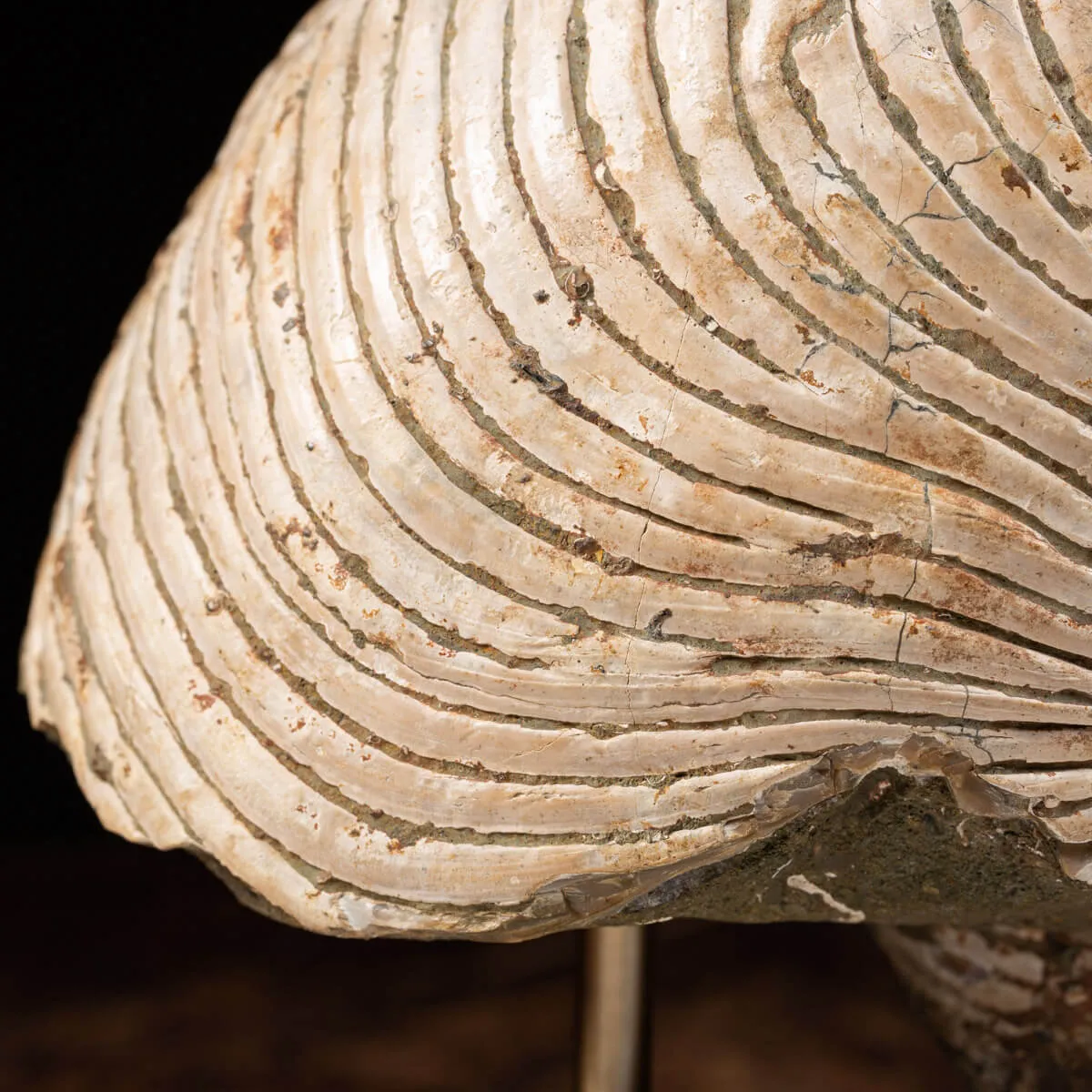 Nautiloide Fossile - Cymatoceras
