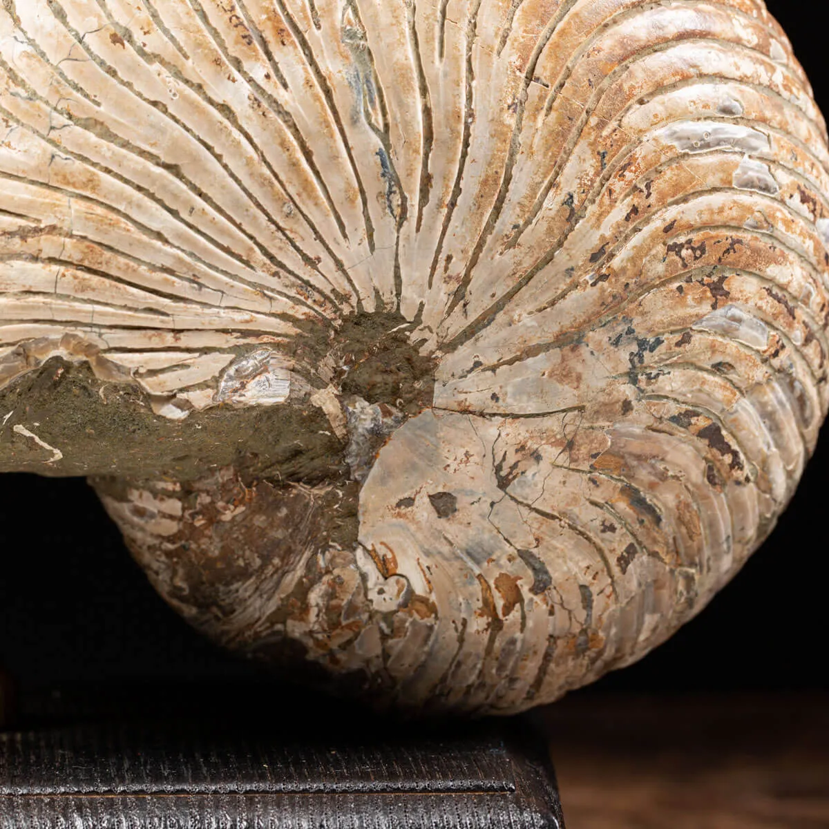 Nautiloide Fossile - Cymatoceras