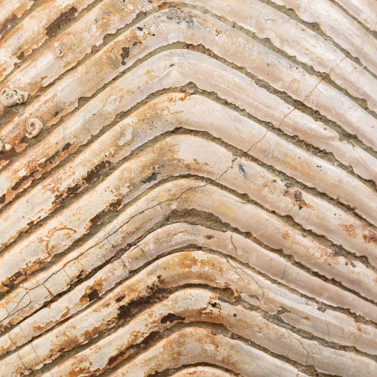 Nautiloide Fossile - Cymatoceras