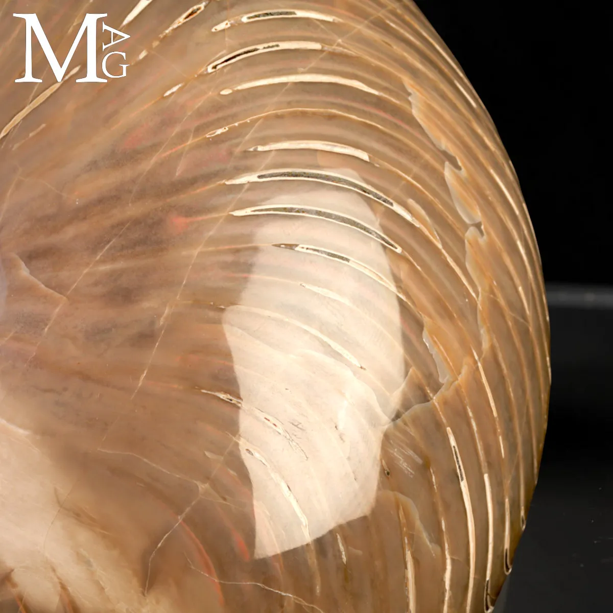 Nautilus Fossile - Riflessi Opalescenti