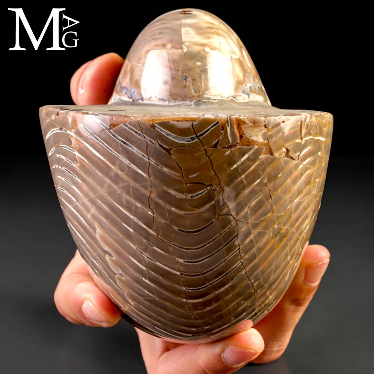 Nautilus Fossile - Riflessi Opalescenti