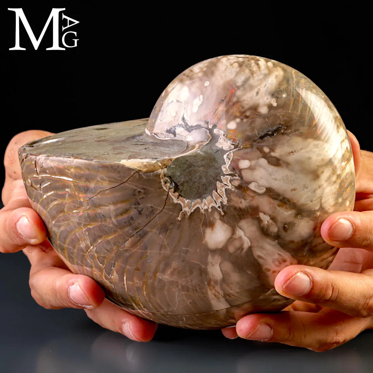 Nautilus Fossile - Riflessi Opalescenti