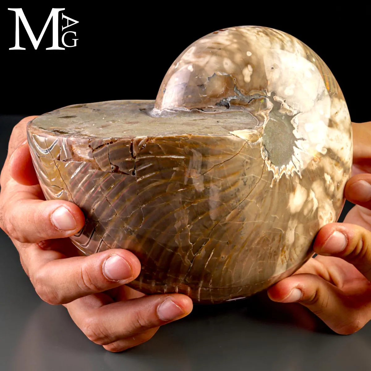 Nautilus Fossile - Riflessi Opalescenti