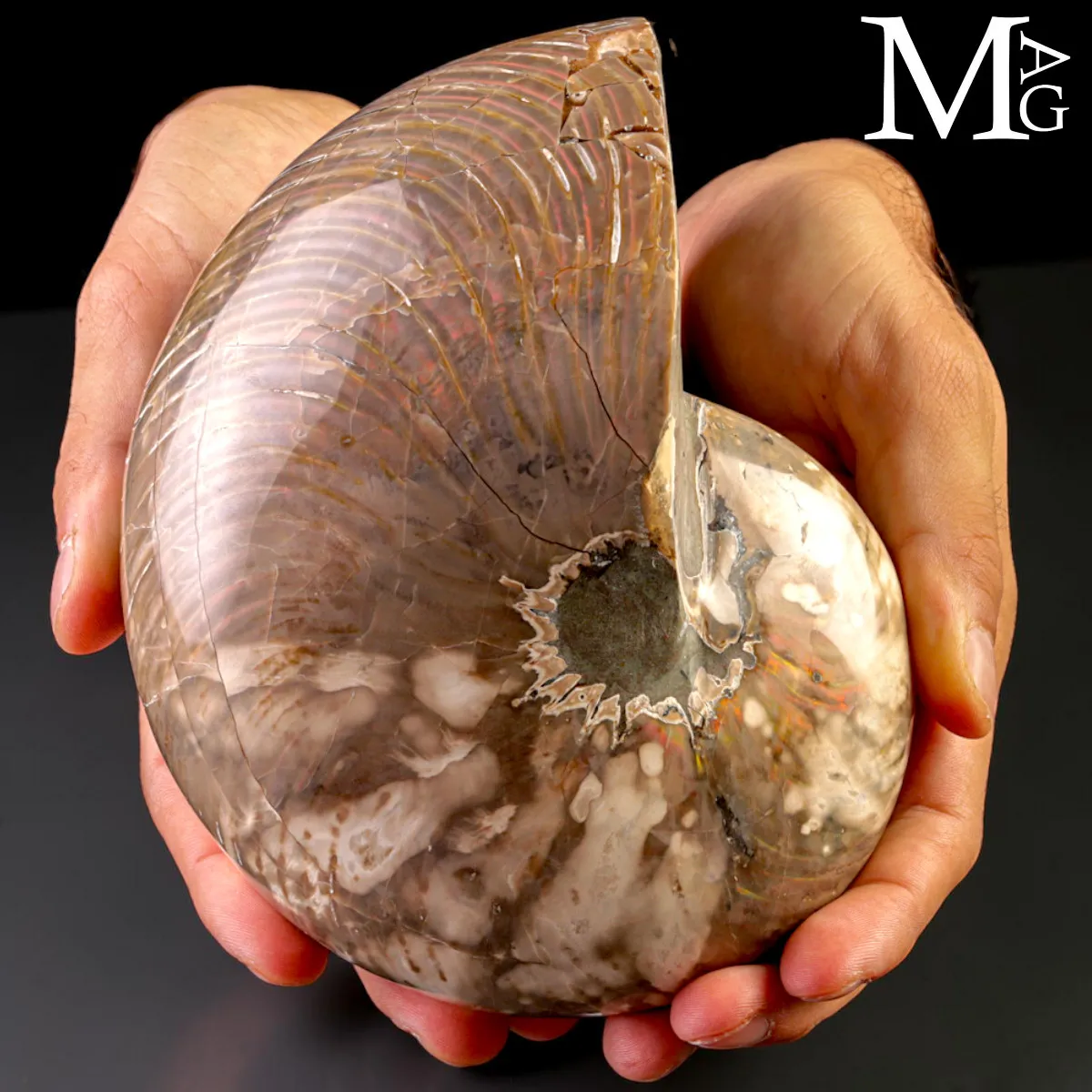 Nautilus Fossile - Riflessi Opalescenti
