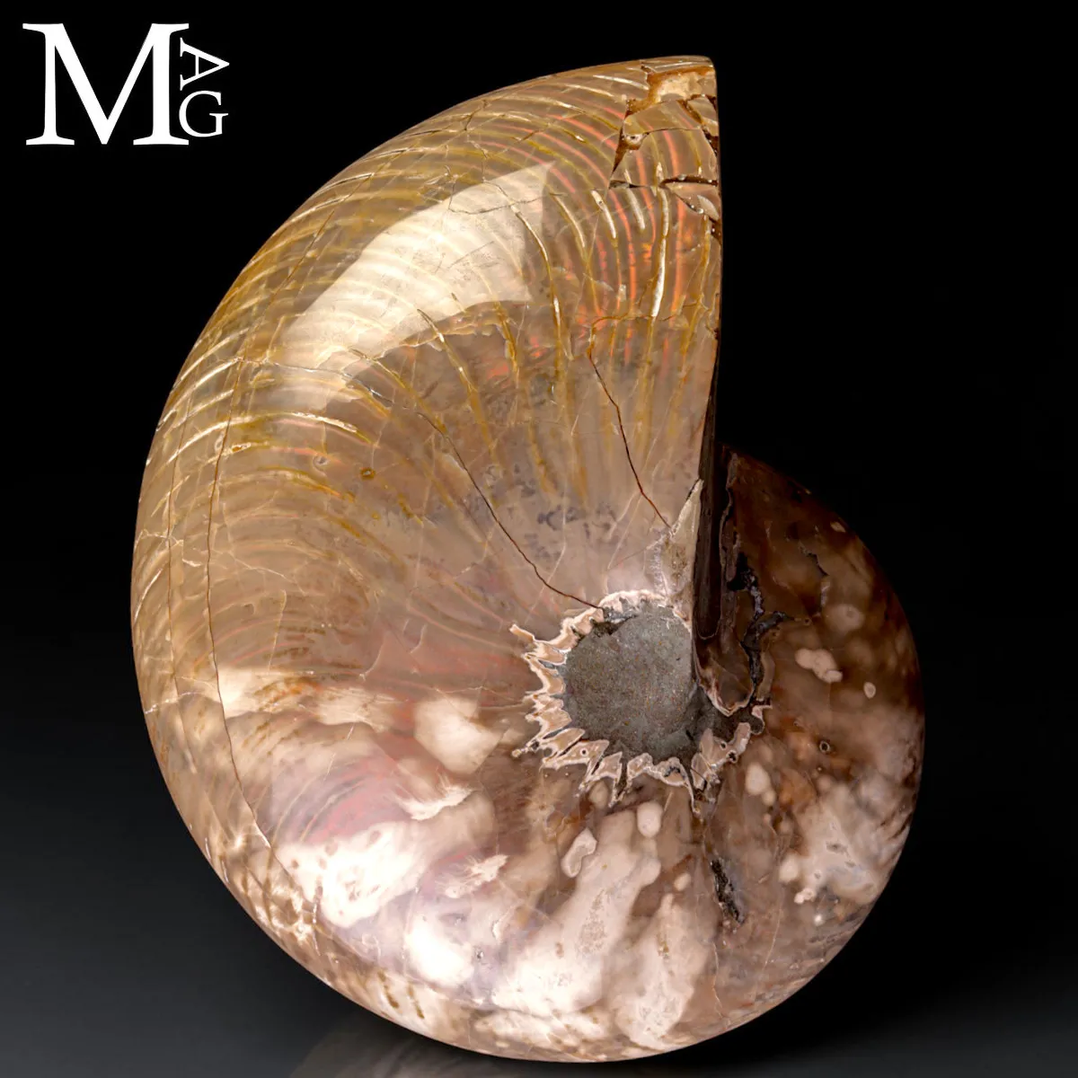 Nautilus Fossile - Riflessi Opalescenti