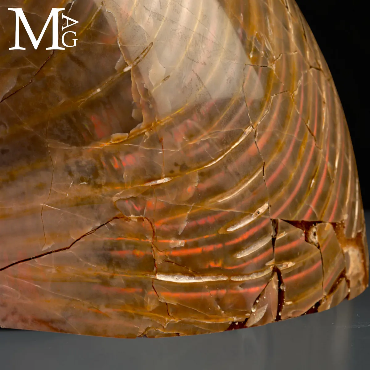 Nautilus Fossile - Riflessi Opalescenti