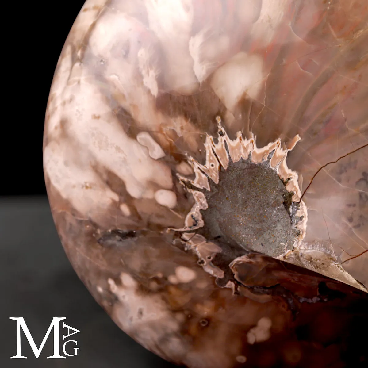 Nautilus Fossile - Riflessi Opalescenti