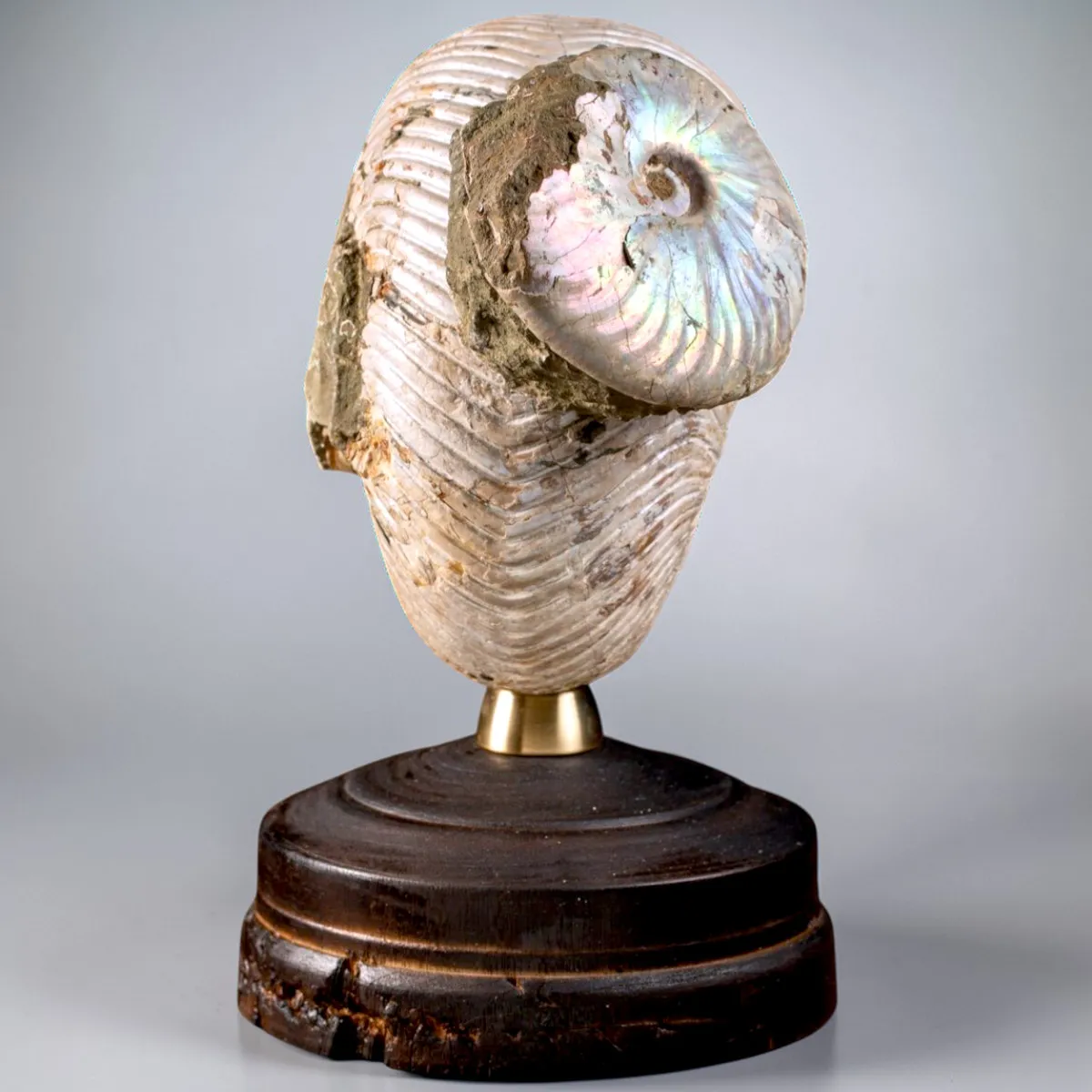 Nautilus fossile con ammonite Cleoniceras opalescente