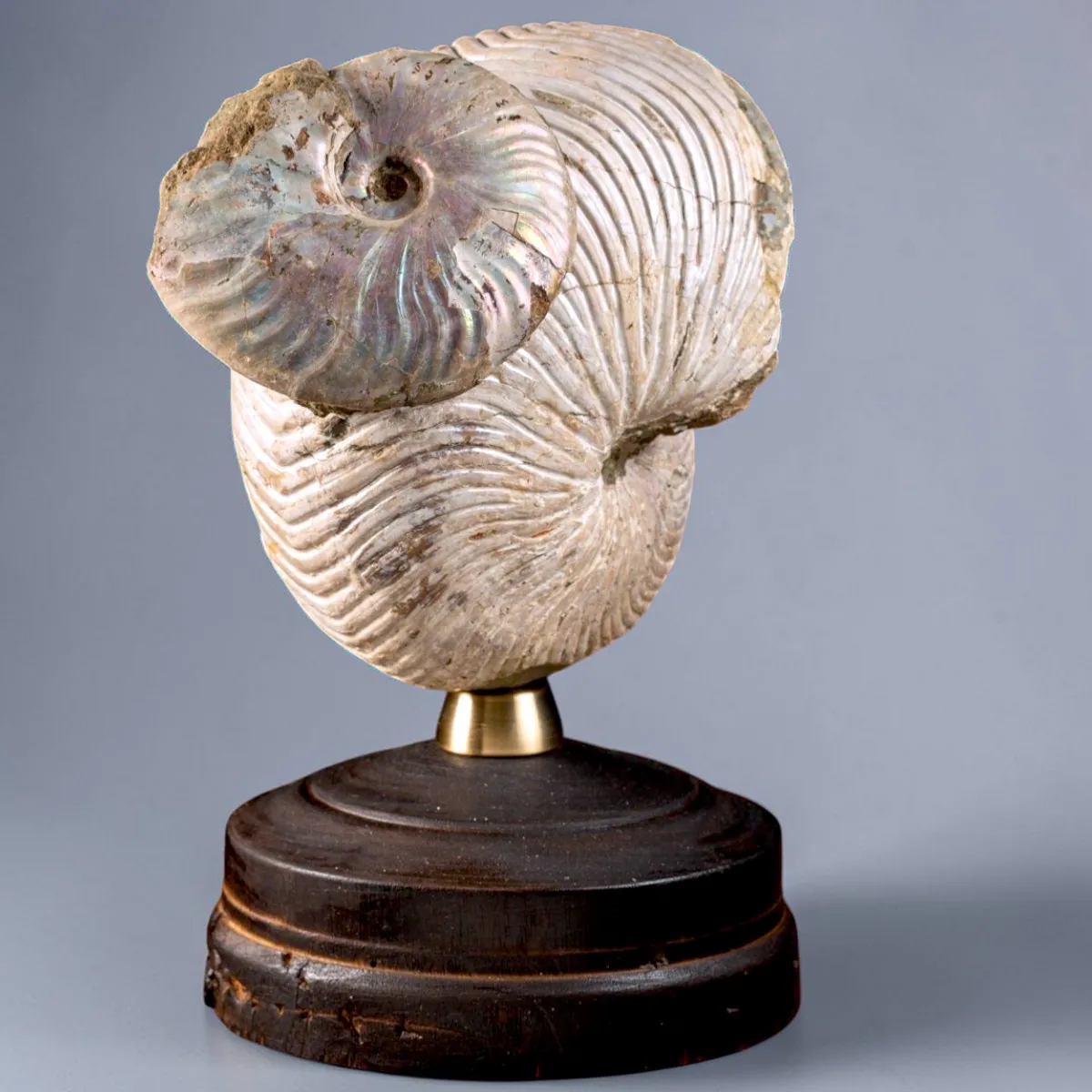 Nautilus fossile con ammonite Cleoniceras opalescente