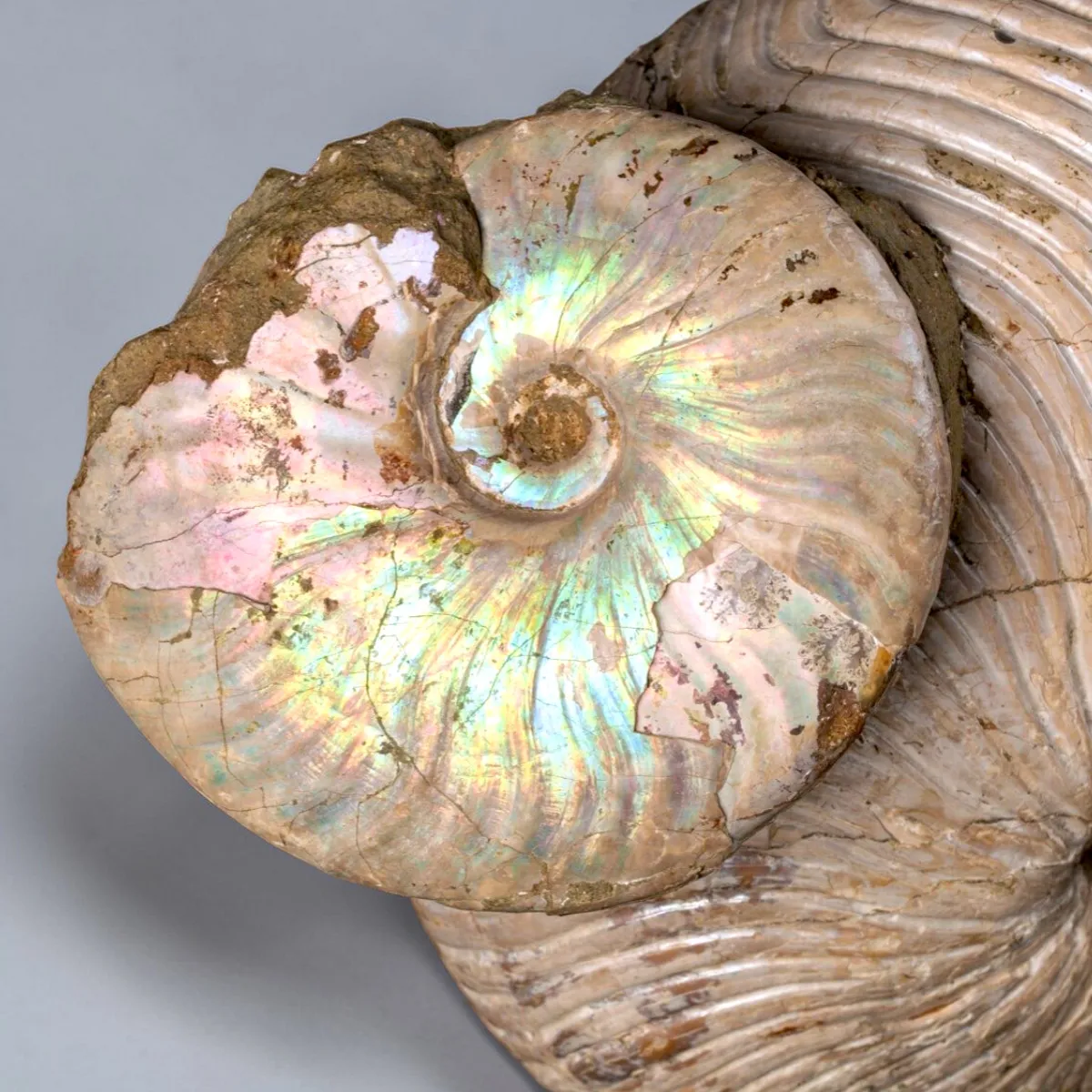 Nautilus fossile con ammonite Cleoniceras opalescente