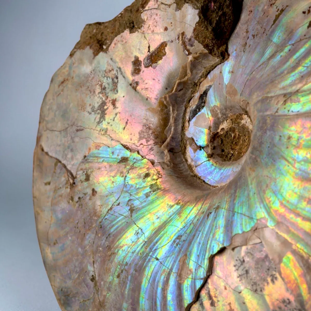 Nautilus fossile con ammonite Cleoniceras opalescente