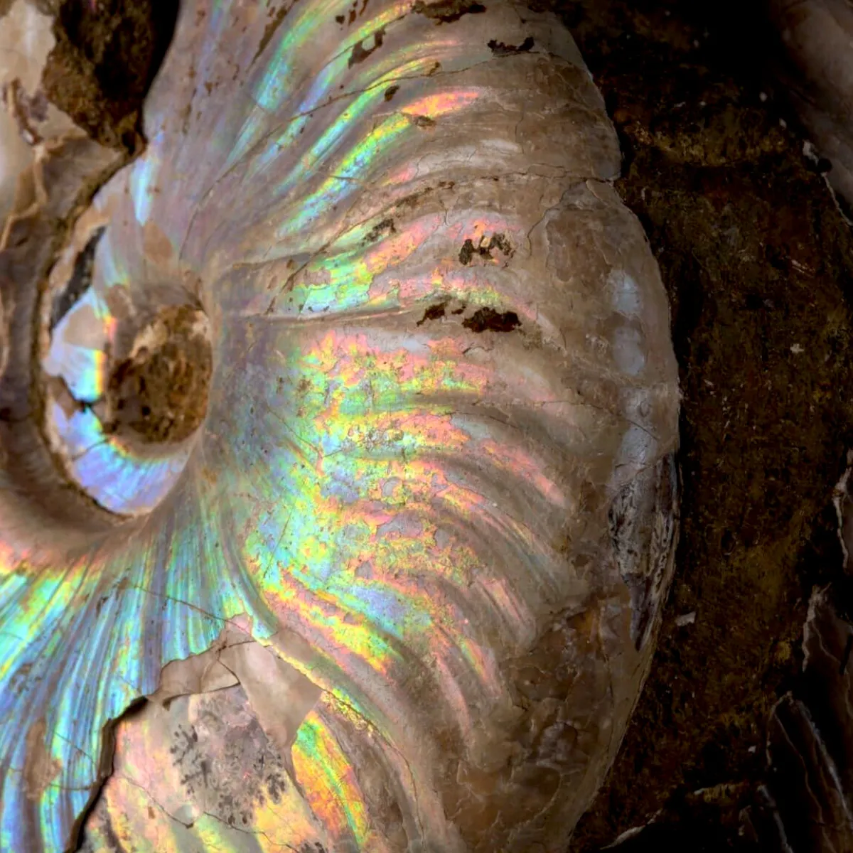 Nautilus fossile con ammonite Cleoniceras opalescente