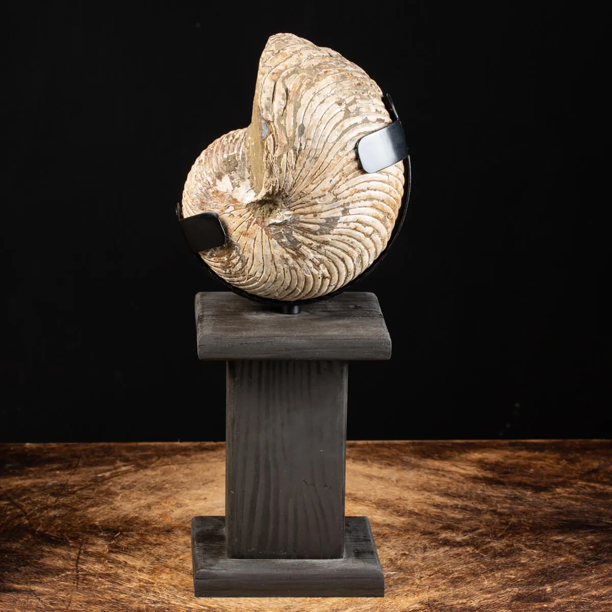 Nautiloide Fossile