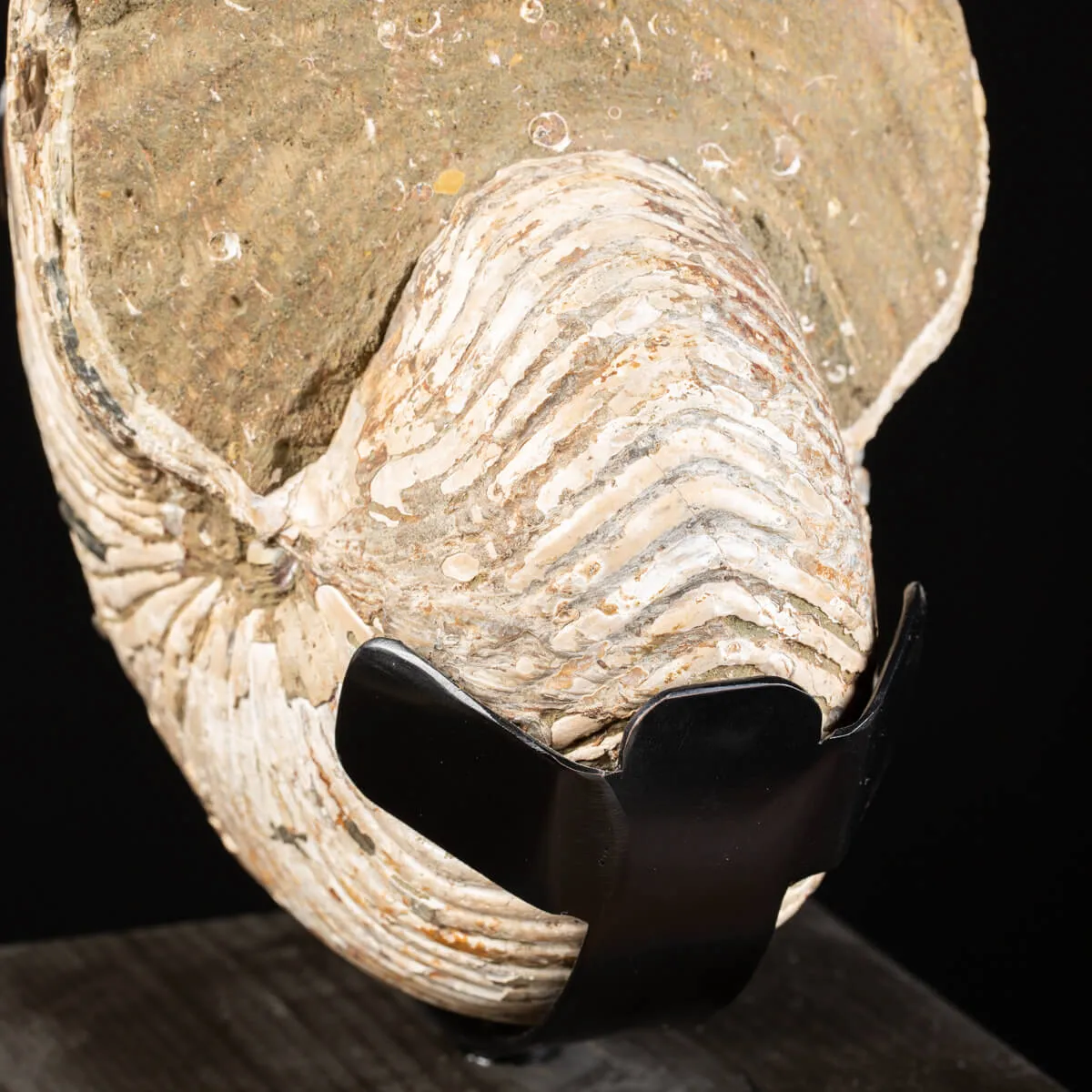 Nautiloide Fossile