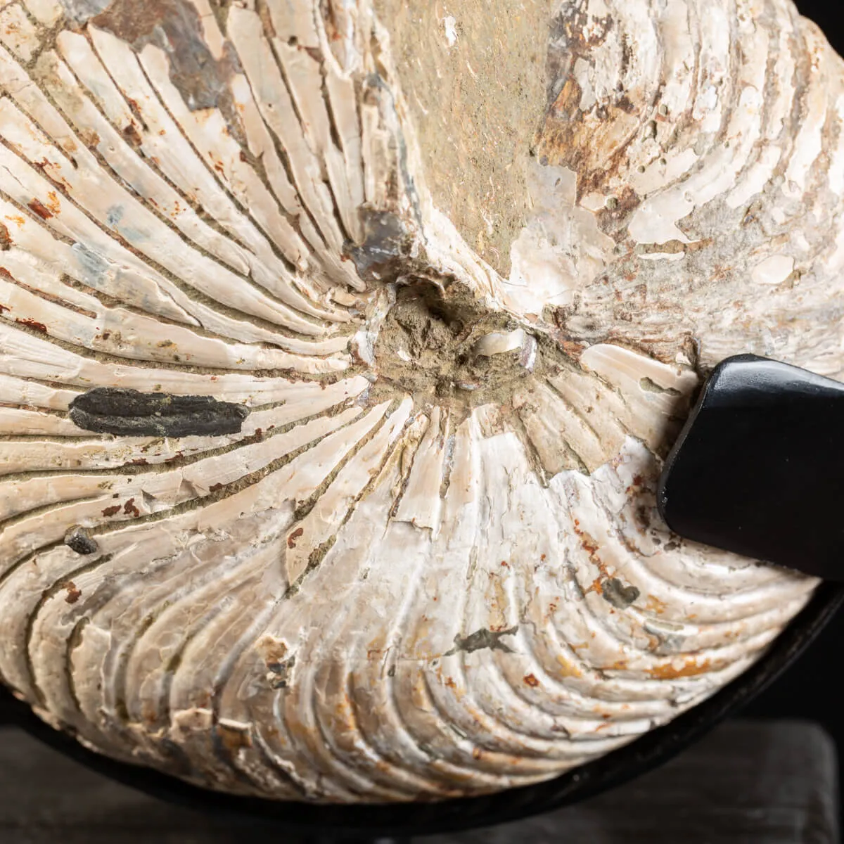 Nautiloide Fossile