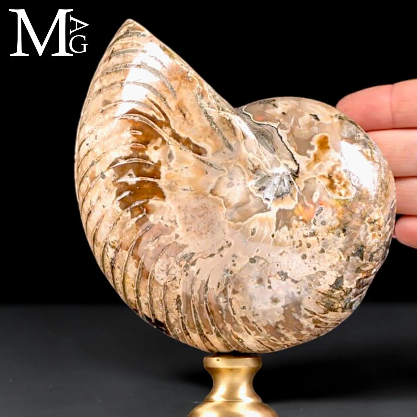 Nautilus fossile del Cretaceo – Cabinet de Curiosités.