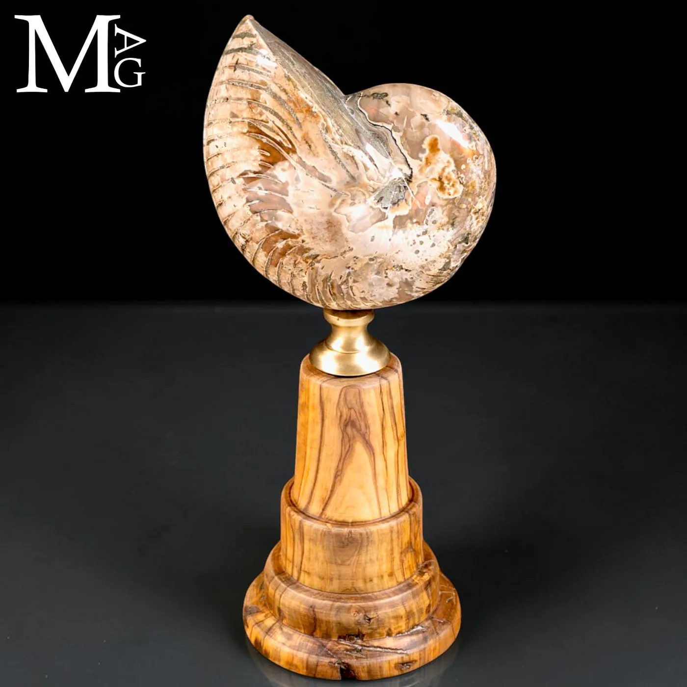 Nautilus fossile del Cretaceo – Cabinet de Curiosités.