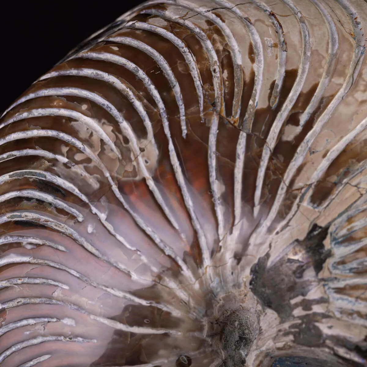 Fossile di Nautiloide con Riflessi Ammolitici – Madagascar