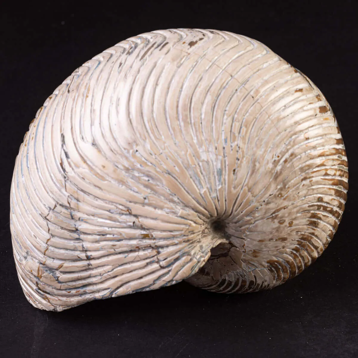 Fossile di Nautiloide con Riflessi Ammolitici – Madagascar