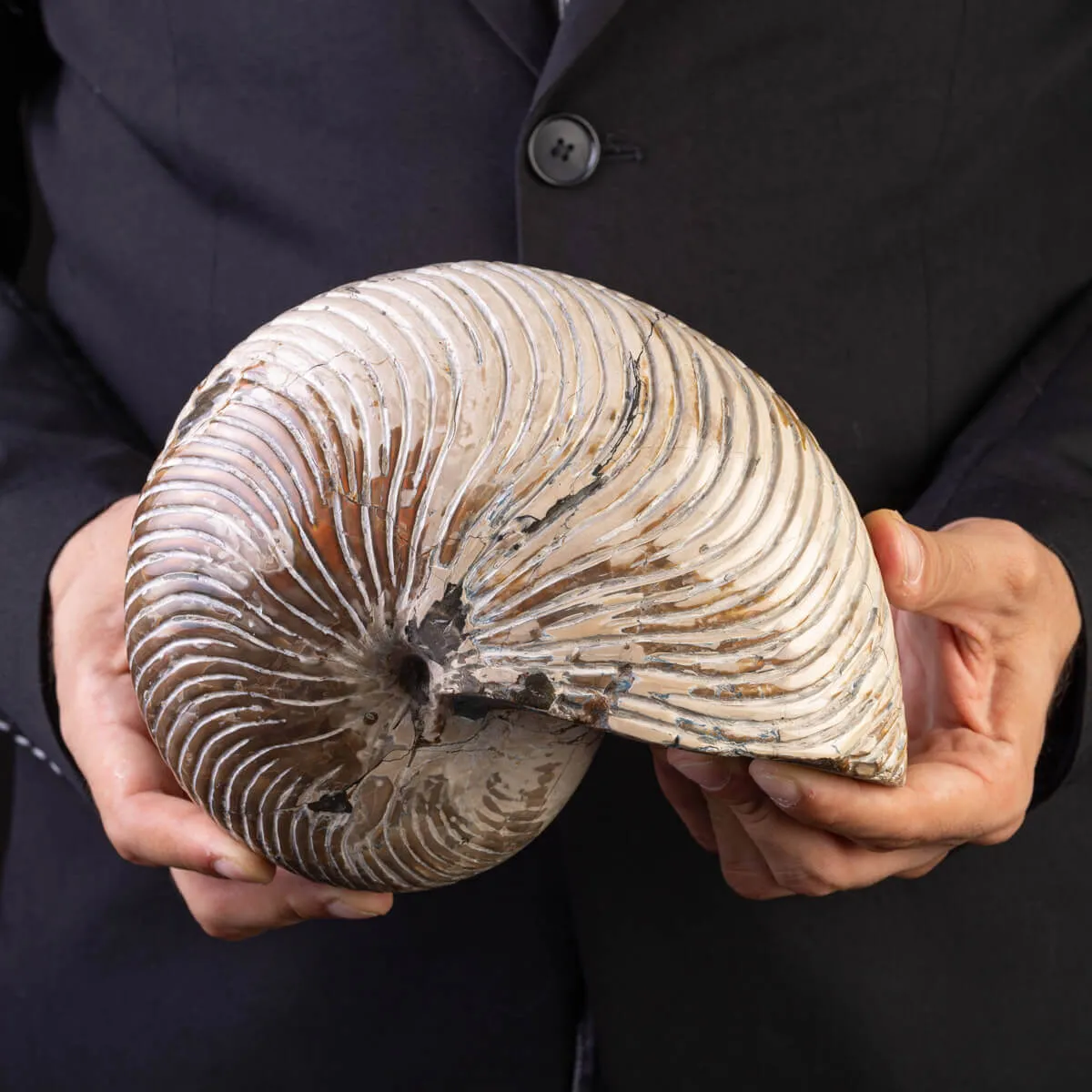 Fossile di Nautiloide con Riflessi Ammolitici – Madagascar