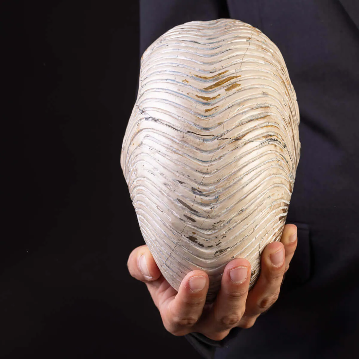 Fossile di Nautiloide con Riflessi Ammolitici – Madagascar