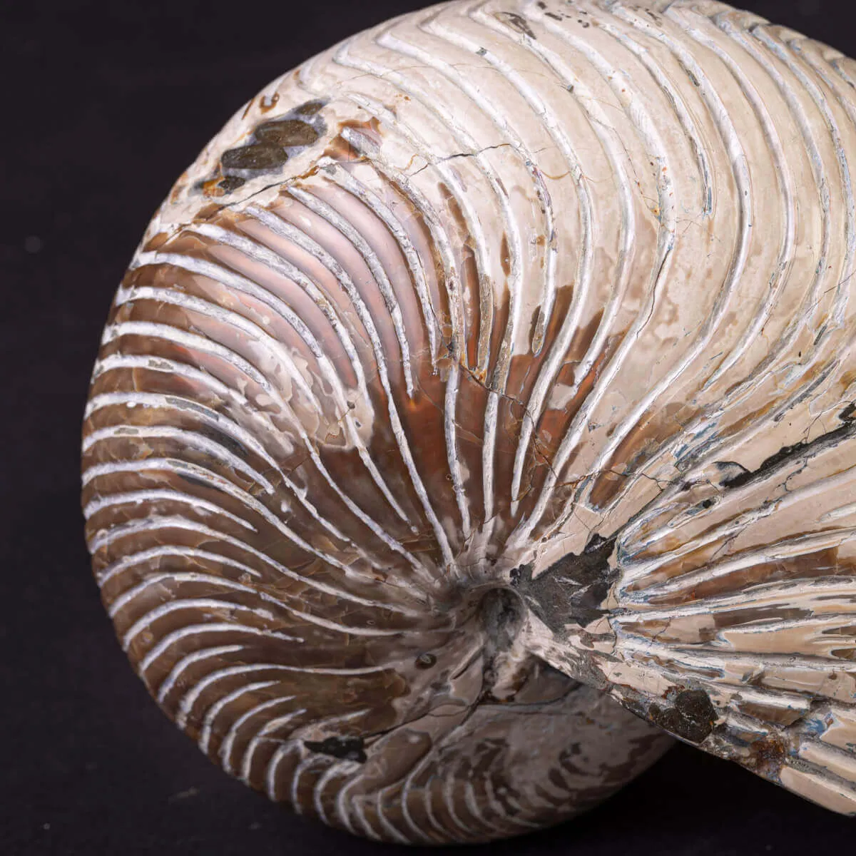 Fossile di Nautiloide con Riflessi Ammolitici – Madagascar