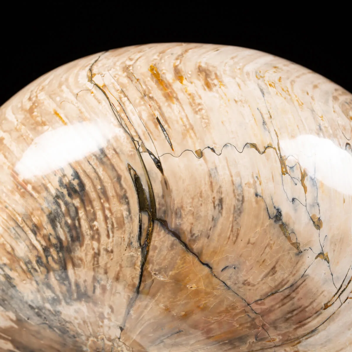 Nautiloide Fossile