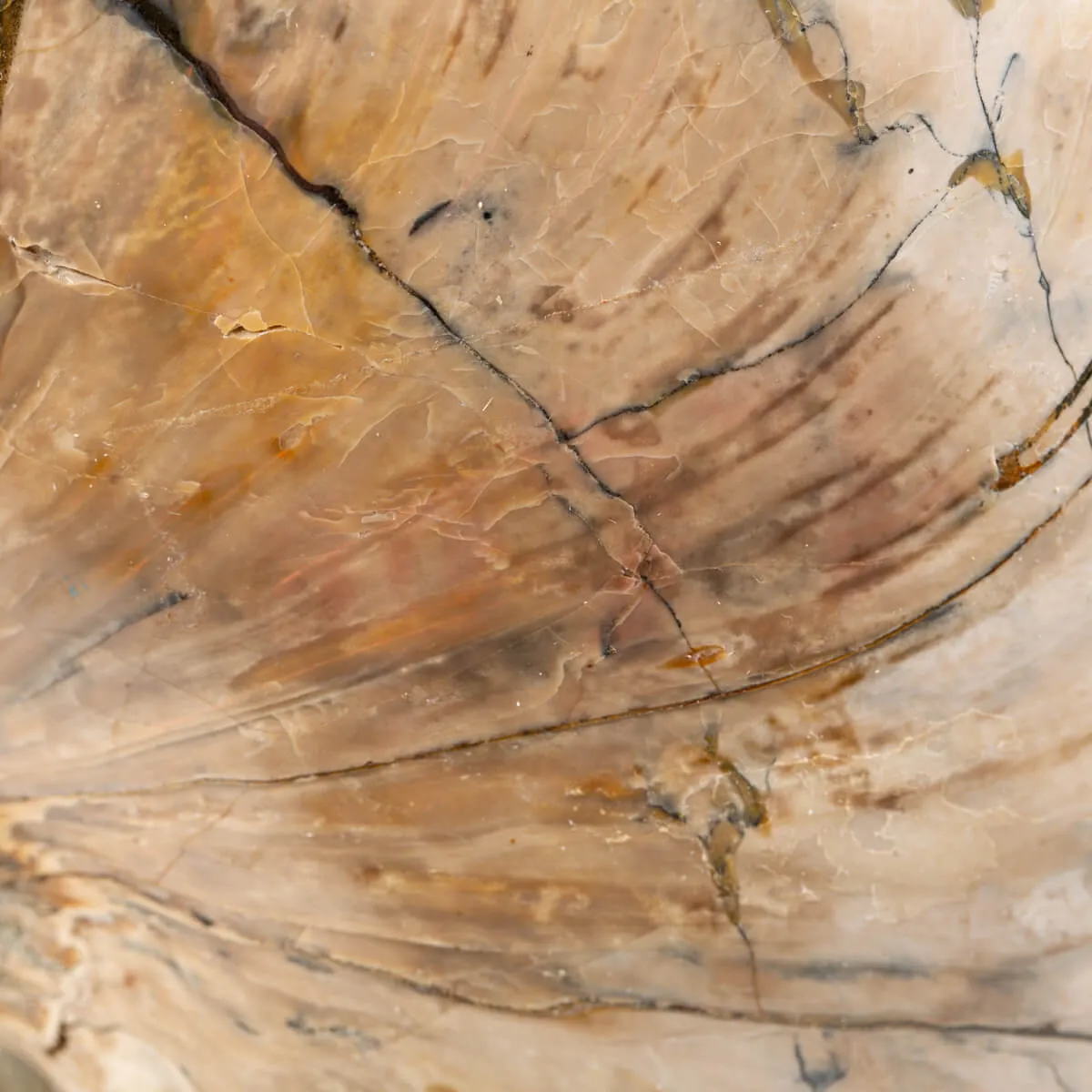 Nautiloide Fossile