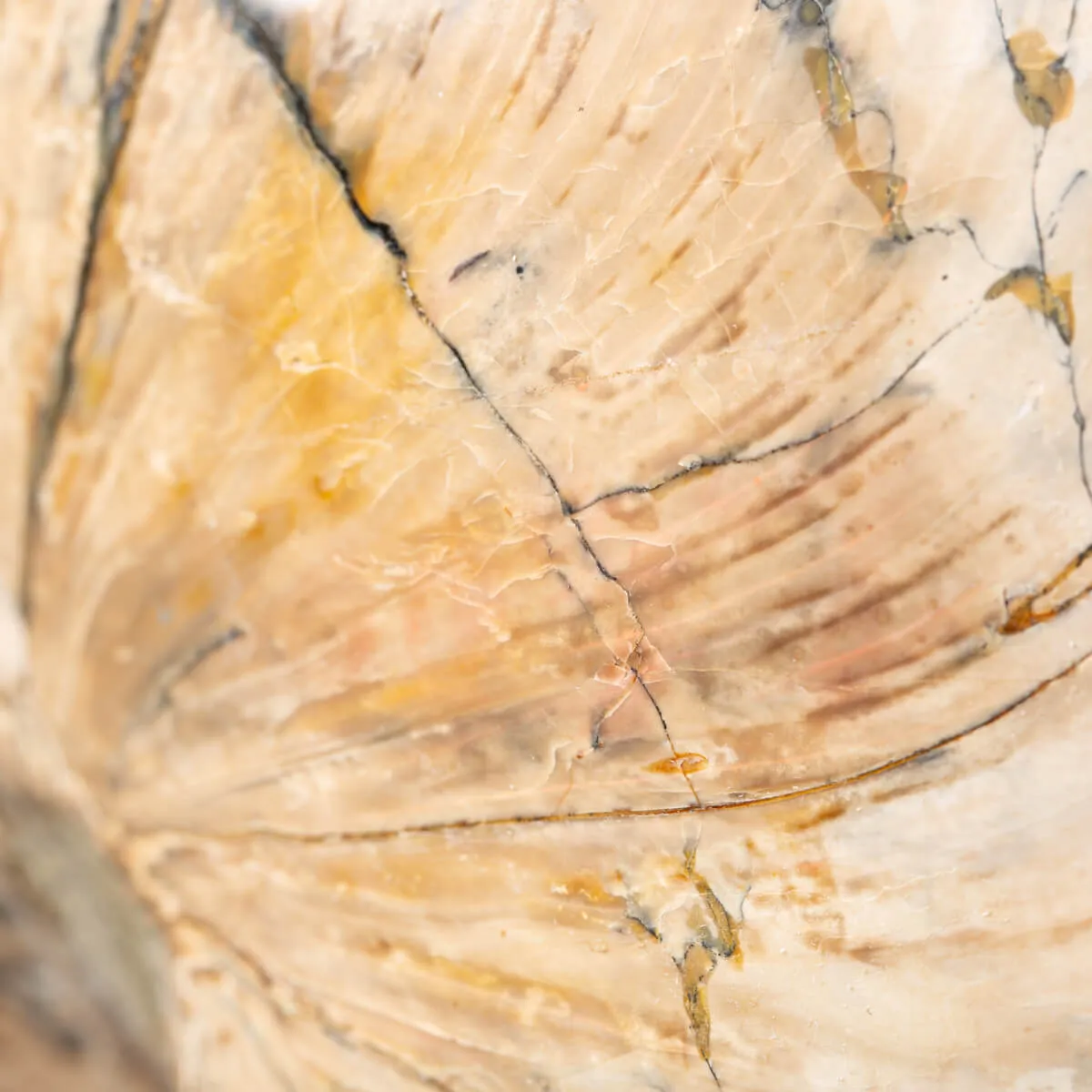 Nautiloide Fossile