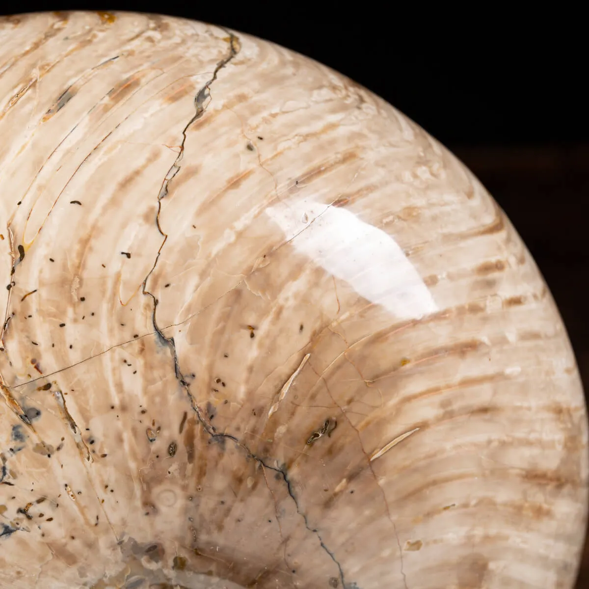 Nautiloide Fossile